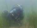 Fig. 5. Zdobywanie próbek trawy morskiej. Fot. Eric Heupel, źródło: https://www.flickr.com/photos/eclectic-echoes/7355897012, dostęp 18.02.15
